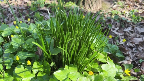 Grass bush with narrow leaves among lesser celandine in forest