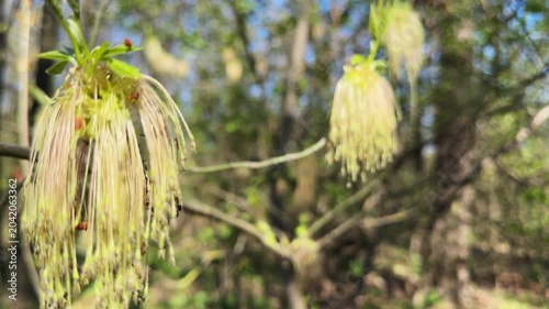 Branches of blooming ash-leaved maple on a blurred background