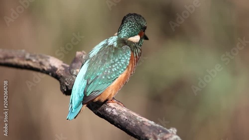 Young common kingfisher perched on a branch and flying away. Juvenile Alcedo atthis takeoff