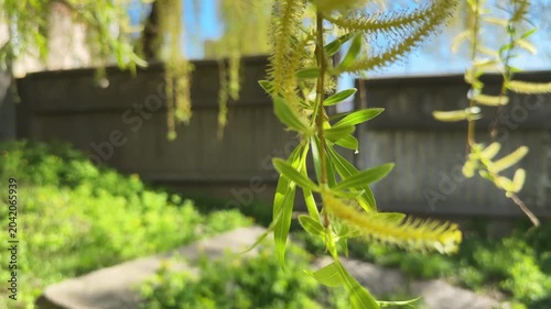 Hanging branches of old willow with young leaves and catkins