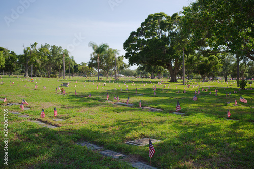 Fotografija American Flags Lining A Cemetery Lawn At Veterans Memorial With Grave Markers And Green Trees remembrance, honor, and patriotism during a veterans memorial observance beneath leafy trees and blue sky