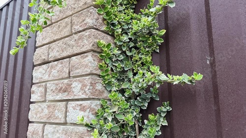 Stems of Euonymus fortunei with variegated leaves climbing on fence