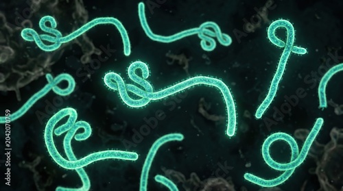 Microscopic view of the Ebola virus in a laboratory setting during a research experiment on infectious diseases