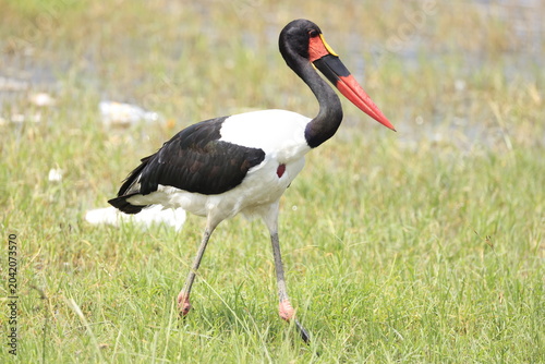 Quadro su tela Saddle-billed Stork Lake Nakuru