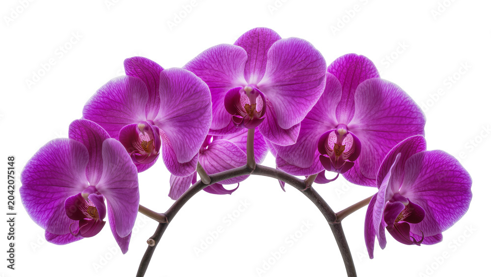 Obraz premium Purple Phalaenopsis orchid flowers on stem