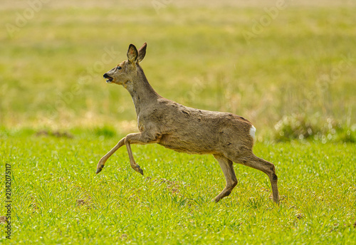 western or European roe deer (Capreolus capreolus) running