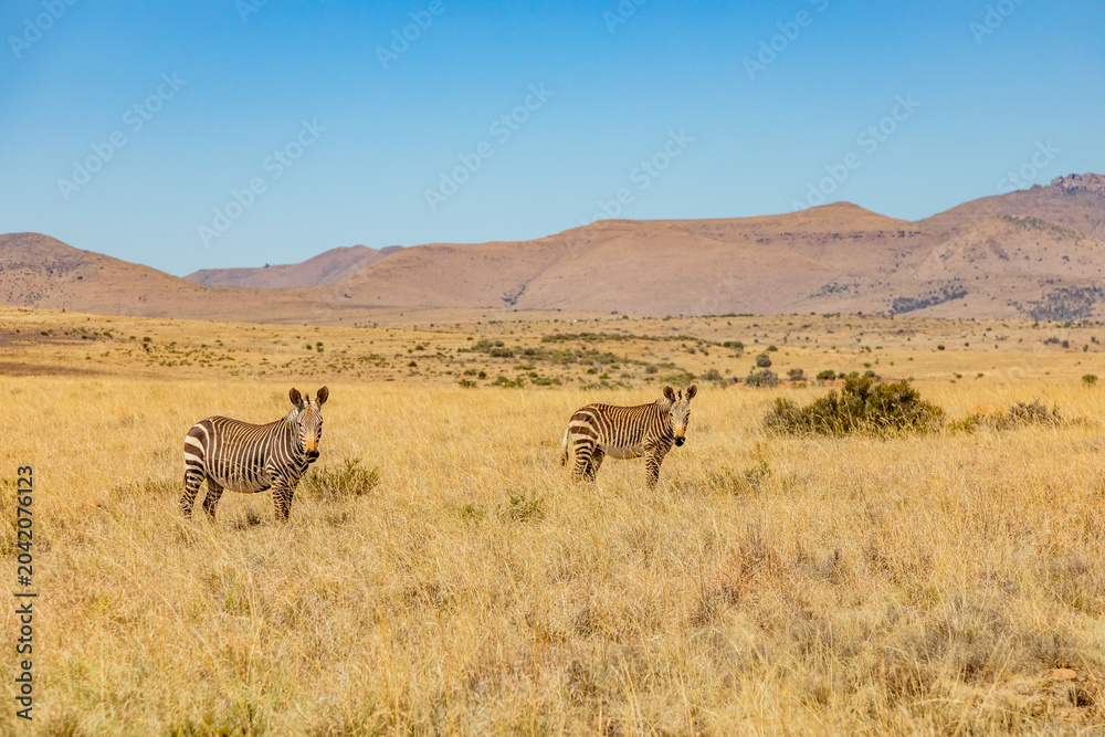 Naklejka premium Mountain Zebra grazing in grassland in Game Reserve