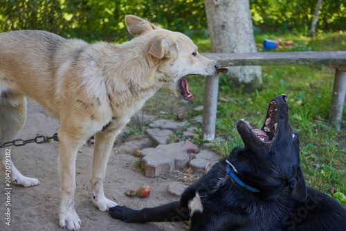 Canvas Print Funny dogs play in the yard and bark loudly