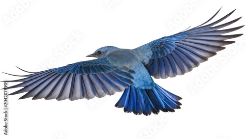 Photography Blue bird with spread wings flying