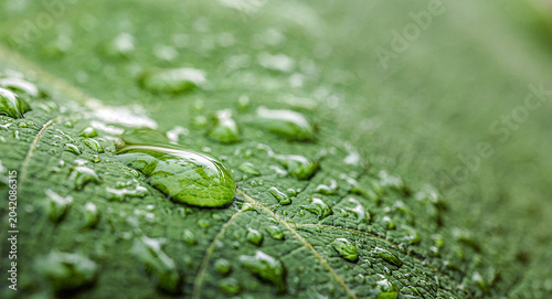 Bild auf Leinwand Clear Water Droplet on Green Leaf Texture, Macro Nature Background