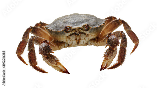 Tableau sur toile Brown crab with large claws and segmented legs