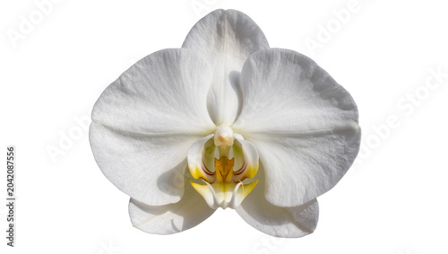 Foto White Phalaenopsis Orchid Flower with Yellow Center