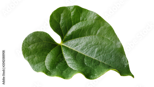 Foto Green heart-shaped leaf with prominent veins