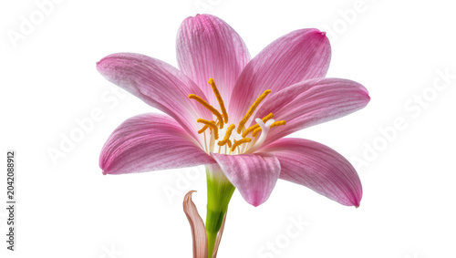 Cuadro en lienzo Pink rain lily flower with yellow stamens and green stem