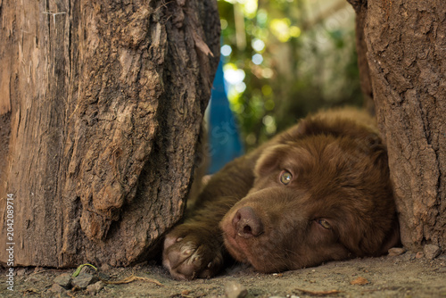 brown labrador puppy, in the yard