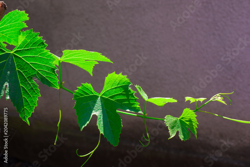 grape branch, green
