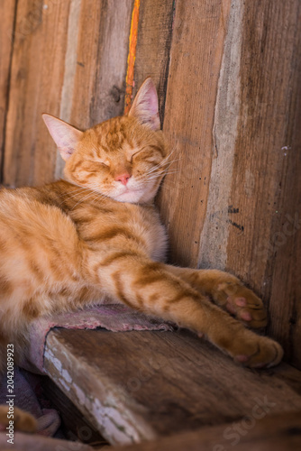 orange cat lies on the threshold