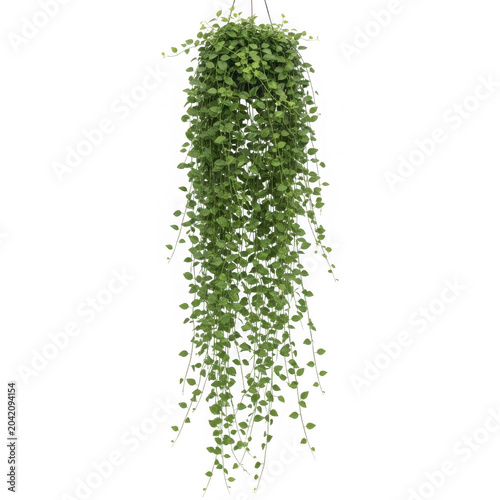 Hanging green plant with small heart-shaped leaves, trailing vines, hanging basket plant isolated on transparent background.