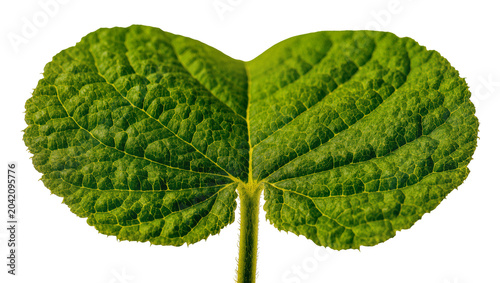 Obraz na plátne Green textured leaf with prominent veins and stem