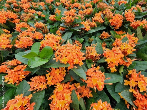 Ixora chinensis is a shrubby perennial plant commonly grown for good fortune in homes and for its inhabitants. It is shaped into a hedge or fence for gardens.