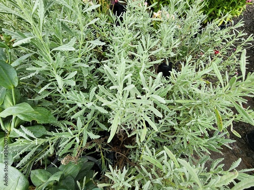 Lavender is characterized by its silvery-gray leaves with serrated edges. It is a shrub, and its leaves and flowers are used to repel mosquitoes or to promote relaxation.