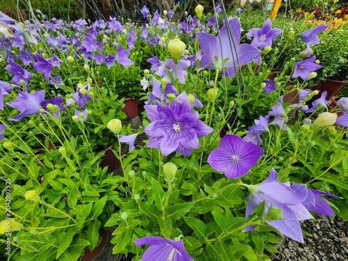 Platycodon grandiflorus has a round, balloon-like appearance and comes in purple-blue, pink, or white colors. It is popularly grown as a hanging plant to decorate homes.