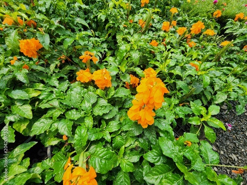 Crossandra has bright orange flower clusters and is a small shrub. In traditional Thai medicine, its roots are used to treat fever and relieve internal heat.