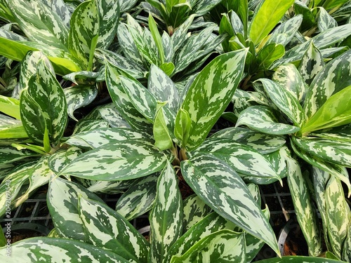 Aglaonema commutatum has dark green leaves with alternating silver-gray stripes in the center. It is popularly grown as an indoor ornamental plant and helps purify the air. However