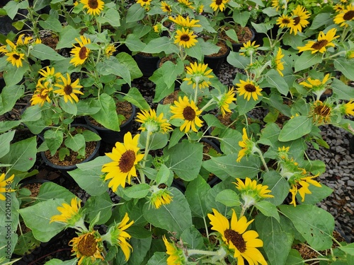 Helianthus annuus is an herbaceous plant with medicinal properties. Its oil is extracted for cooking, and its seeds are edible.