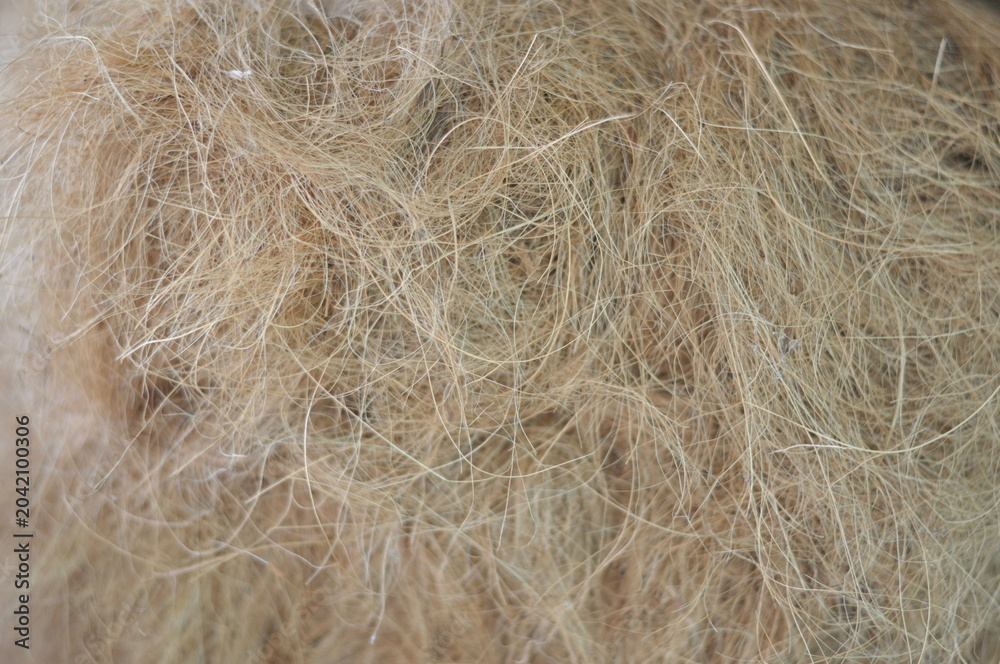 Obraz premium A close up of a dog's fur with a lot of tangles. The fur is brown and looks like it has been neglected