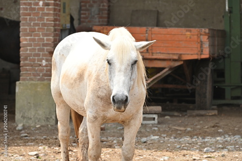 Cavalli