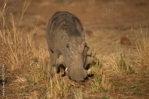 Warthog ( Phacochoerus Africanus) Pilanesberg Nature Reserve, South Africa