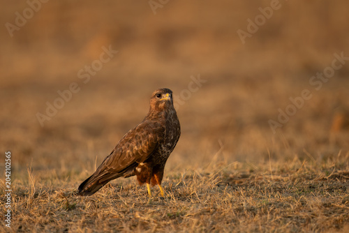 Common Buzzard (Buteo buteo) Pilanesberg Nature Reserve, South Africa