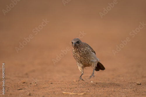 Arrow-marked Babbler (Turdoides jardineii) Pilanesberg Nature Reserve, South Africa