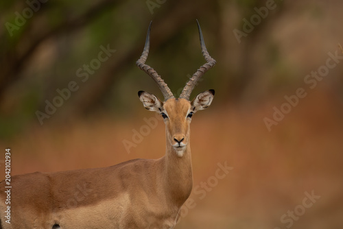 Impala ( Aepyceros melampus ) Pilanesberg Nature Reserve, , South Africa