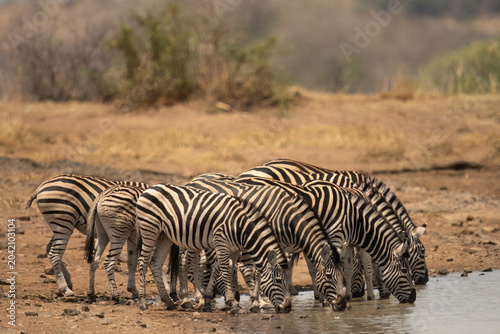 Plains  zebra ( Equus quagga ) Pilanesberg Nature Reserve, South Africa