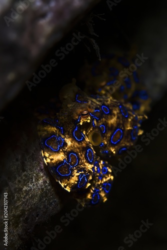 Blue Ringed Octopus Close Up in Dark Underwater Habitat