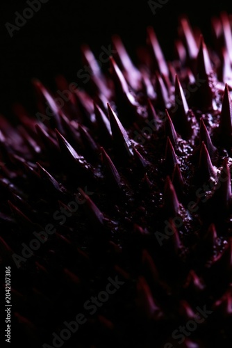 Crown of Thorns Starfish Spine Texture Extreme Macro Background