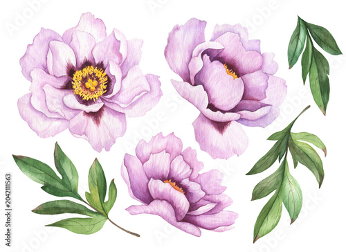 Set of watercolor peonies and leaves, hand drawn floral illustration, spring flowers isolated on white background.