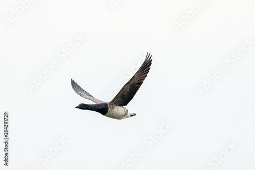 Tableau sur toile Brent Goose in Flight