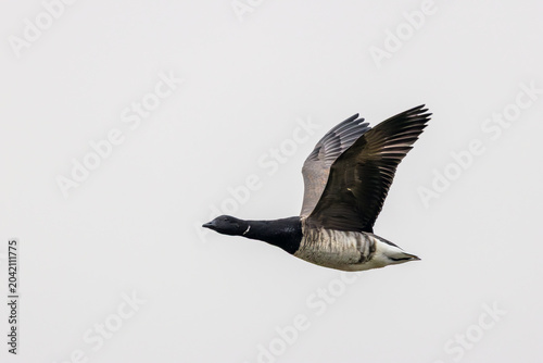 Cuadro en lienzo Brent Goose Flying