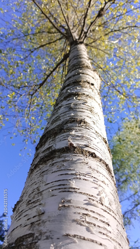 Fototapeta premium Birch close up in the nature. Trunk.