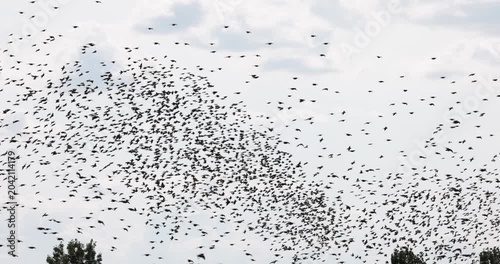 Gathering of individual birds to forage close up footage showing silhouettes