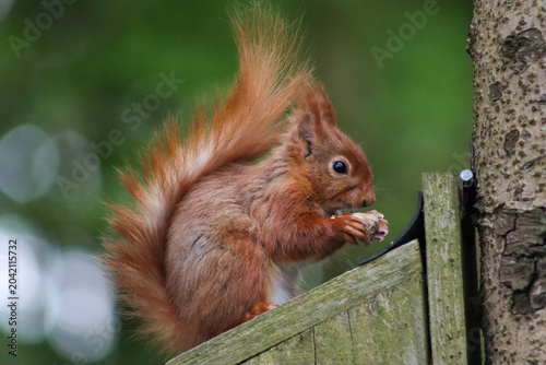 Tableau sur toile A red squirrel forages for nuts in the spring morning sunlight in Galloway Fores