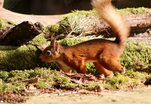 Tableau sur toile A red squirrel forages for nuts on the forest floor in the spring morning sunlig