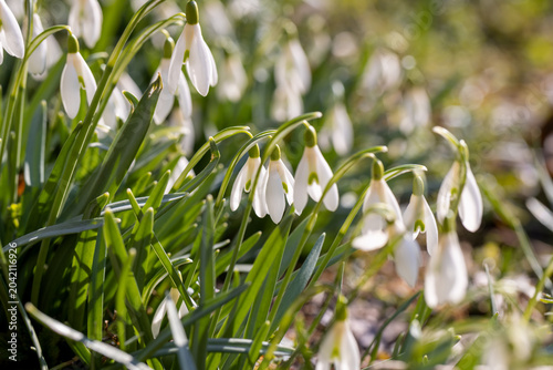 white snowdrops in spring, fragile petals