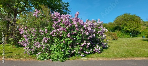 Photos Branches with Lilac flowers and green leaves, in the garden.