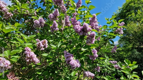 Branches with Lilac flowers and green leaves, in the garden.