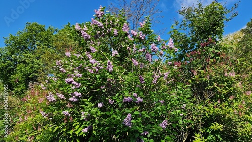 Vászonkép Branches with Lilac flowers and green leaves, in the garden.
