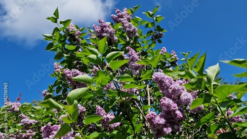 Tableau sur toile Branches with Lilac flowers and green leaves, in the garden.